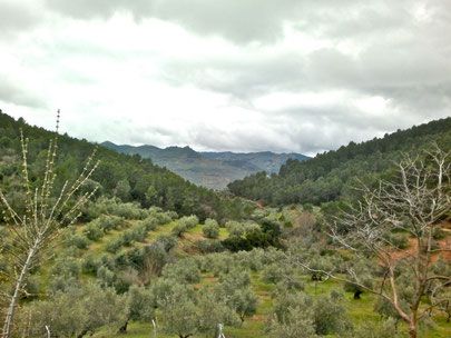 Olivares de la Sierra de Segura