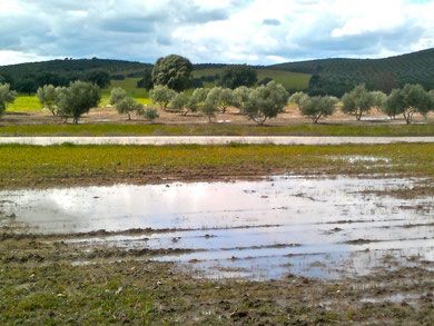 Primavera Encharcada en la Mancha