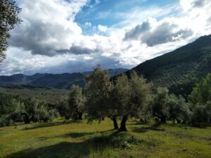 cuantos-olivos-hay-en-jaen