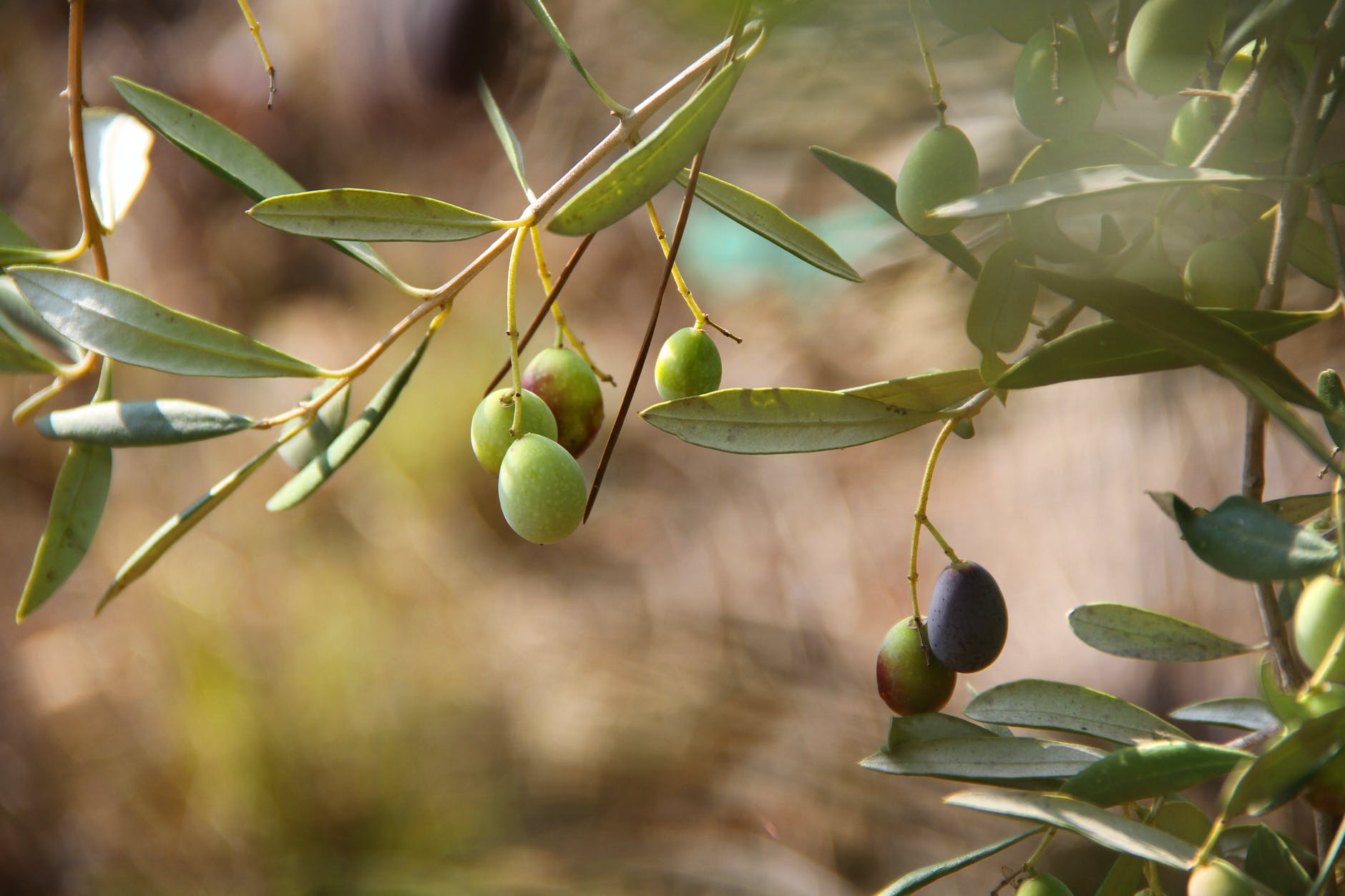 Qué es una Almazara: Historia y Actualidad - Mi Aceite a Domicilio