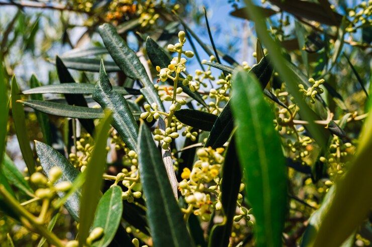 olivos en flor