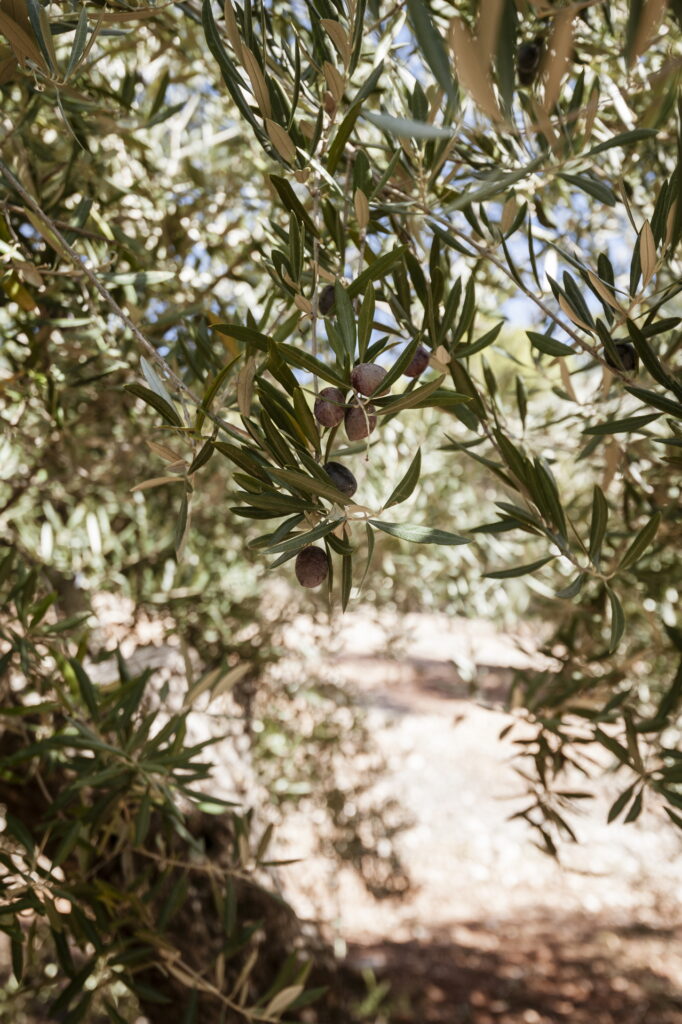 Mi aceite a domicilio - El Olivar