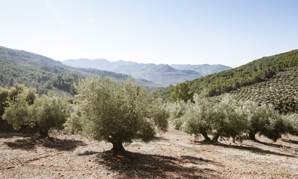 Mi aceite a domicilio - El Olivar