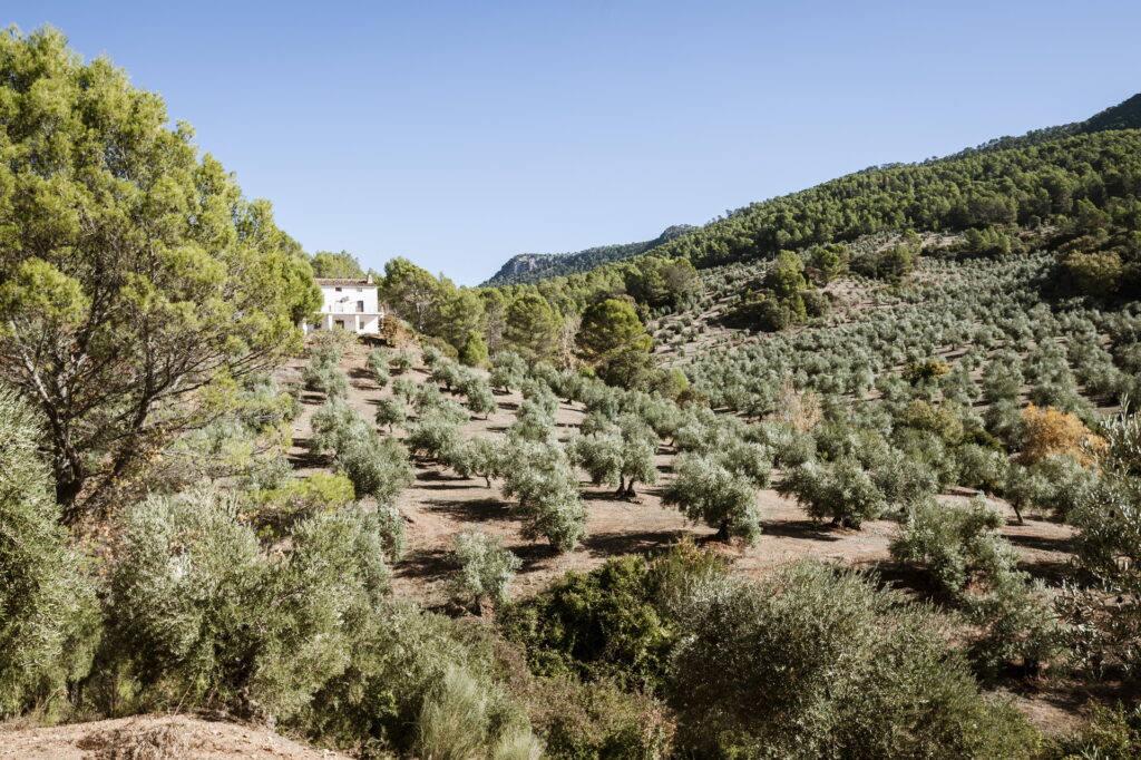 Mi aceite a domicilio - El Olivar