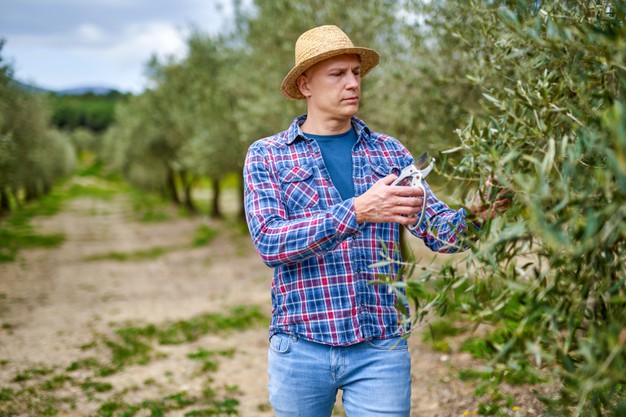 podar olivo en verano