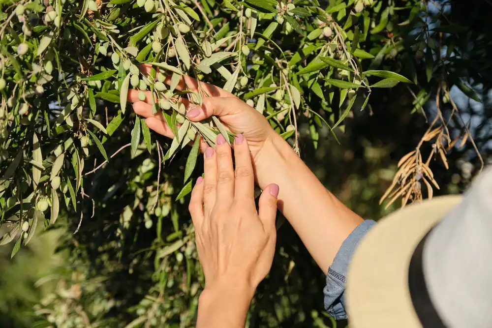 como plantar un olivo a partir de una rama