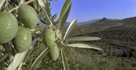aceite-sierra-de-cazorla