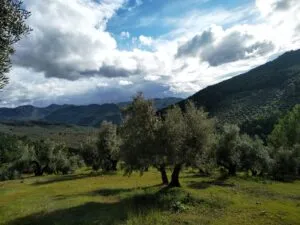 cuantos-olivos-hay-en-jaen